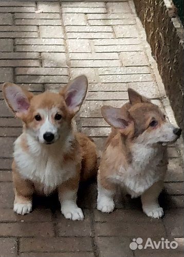Щенки вельш-корги пемброк