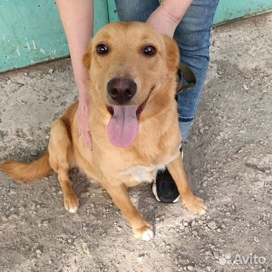 Девочка Рыжулька, около 1,5 года