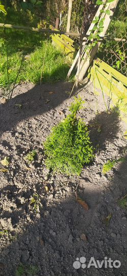 Туя, можжевельник, коника