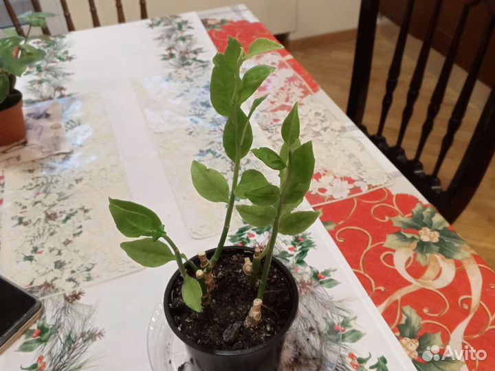 Педилантус