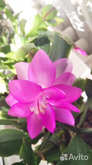 Декабрист сортовой