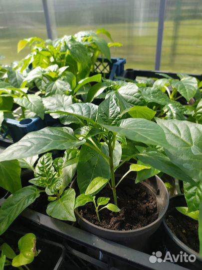 Рассада Баклажан Томатов Перцев