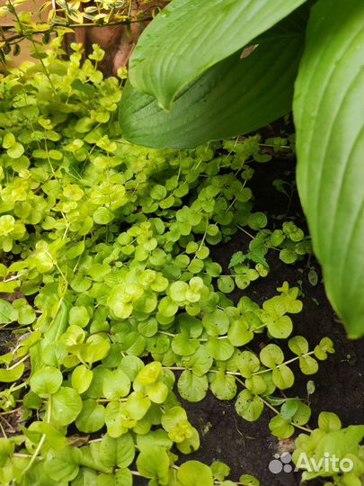 Вербейник монетчатый