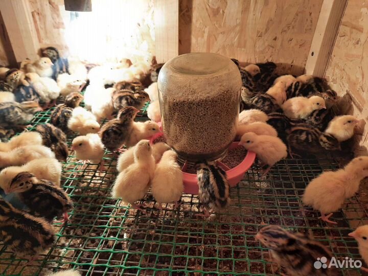 Цыплята бройлера, перепела, мускусные утята