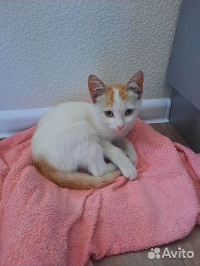 Котенок мальчик в дар