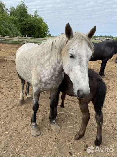 Лошадь с жеребенком