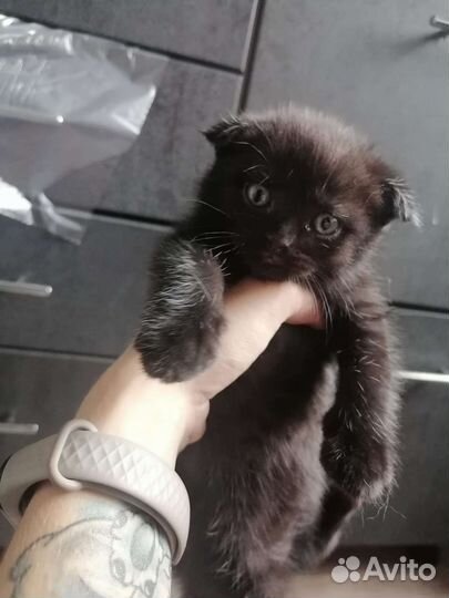 Британские котята