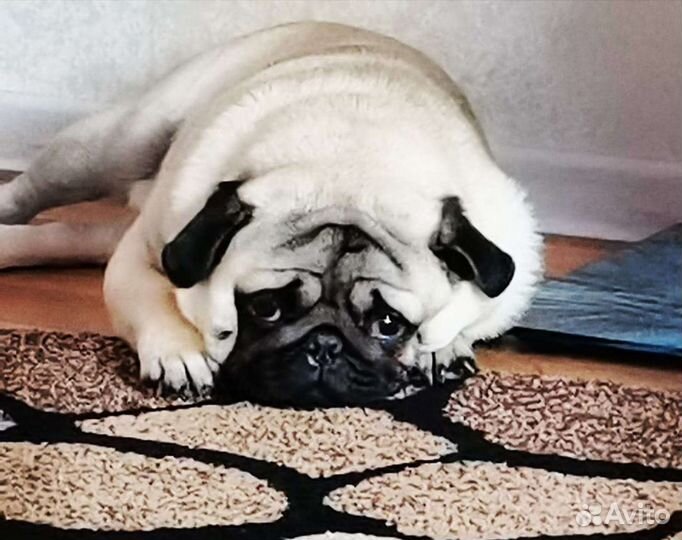 Мопс, вязка