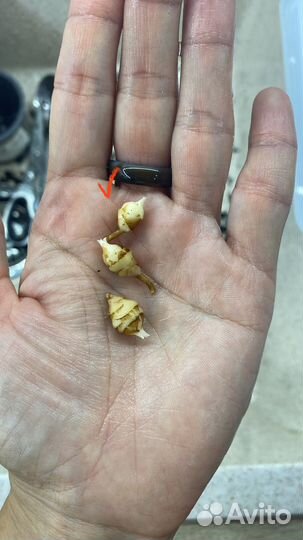 Алоказия азлани