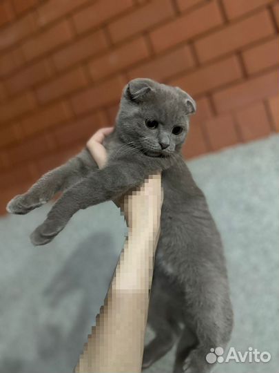 Котенок