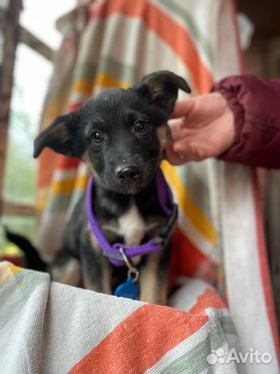 Щенок мальчик 3 мес