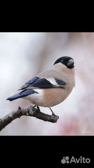 Щеглы, Чижи, Снегири