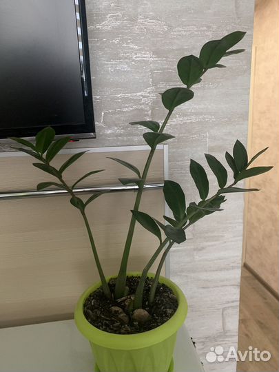 Замиокулькас