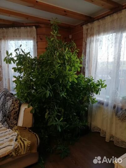 Синадениум 2метра