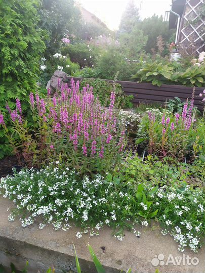 Многолетники для сада