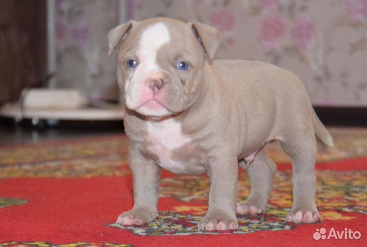 Щенки Американского Булли покет