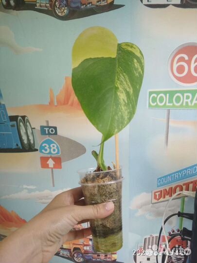 Монстера еллоу сплеш