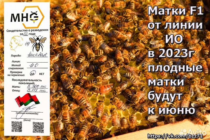 Пчелы бакфаст Тамбов ф1