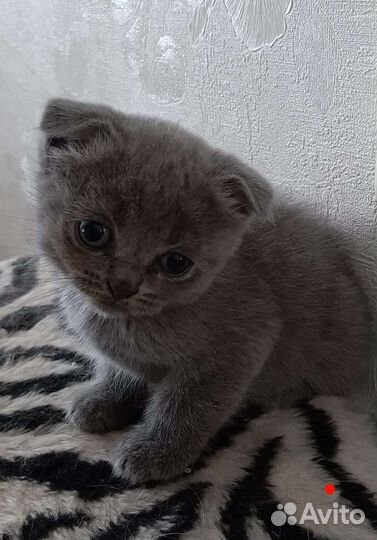 Шотландские котята