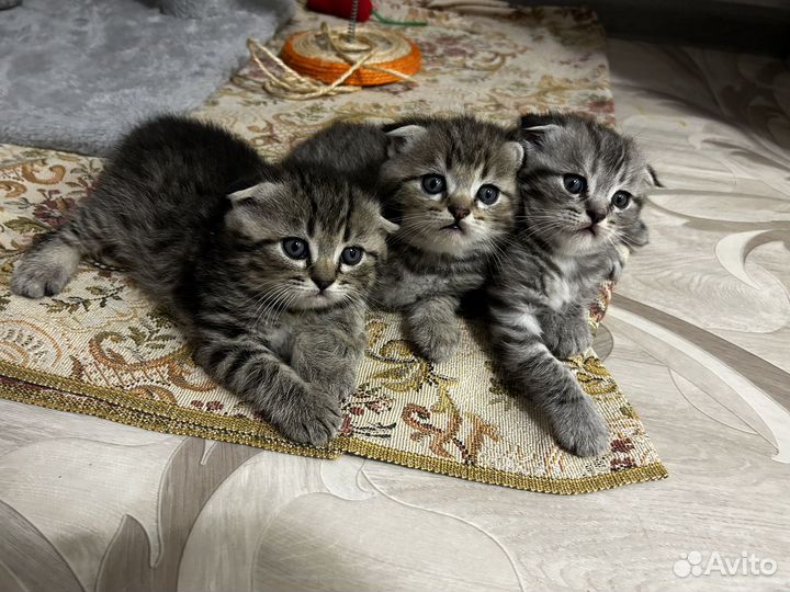 Шотландские вислоухие котята