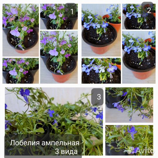 Редкие,необычные растения И съедобная микрозелень