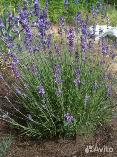 Лаванда сорта 