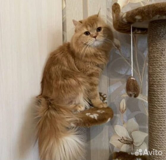 Британский котик