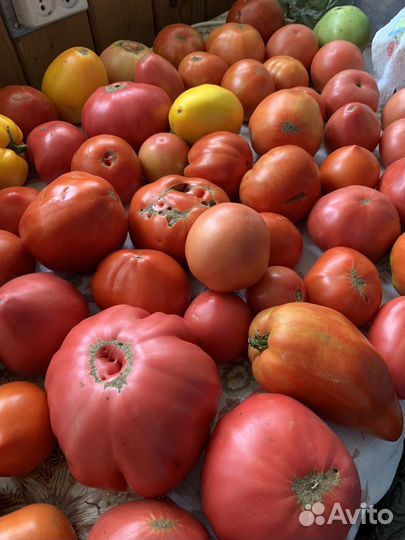 Помидоры