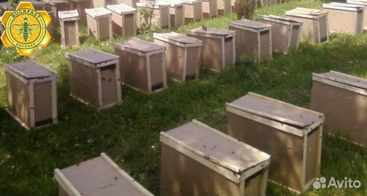 Пчелопакеты