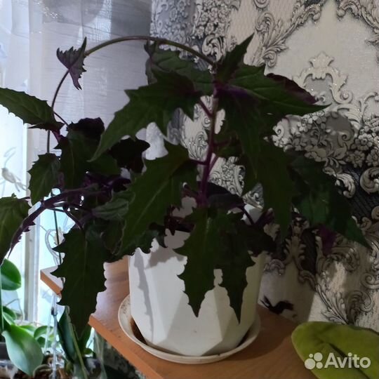 Комнатные растения цветы