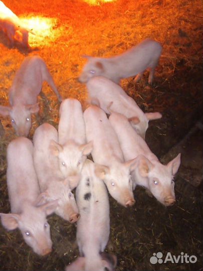 Поросята ландрас. Продам.возраст 1,5-2 месяц