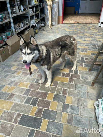 Сибирский хаски