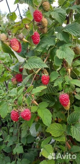 Саженцы малины