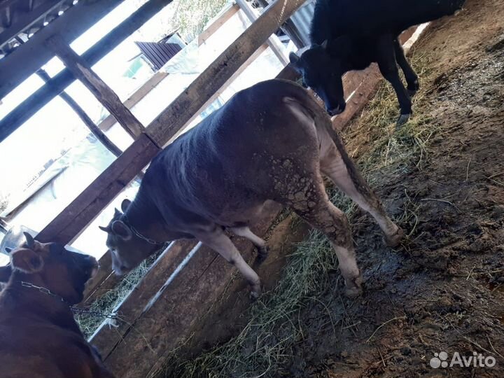 Бычки и телята