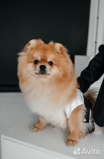 Померанский шпиц вязка кобель