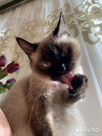 Тайская кошка
