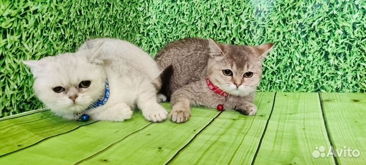 Шотландские котята