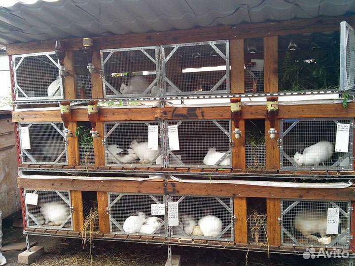 Кроликов на мясо