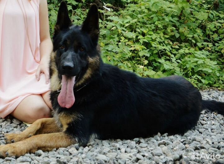 Кобель для вязки