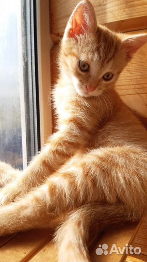Рыжий Котенок в добрые руки