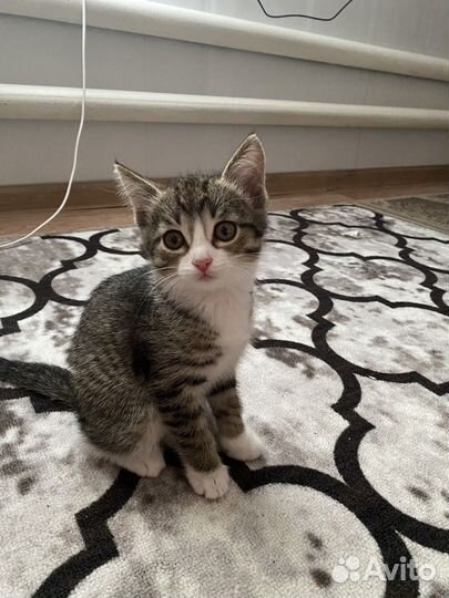 Котята