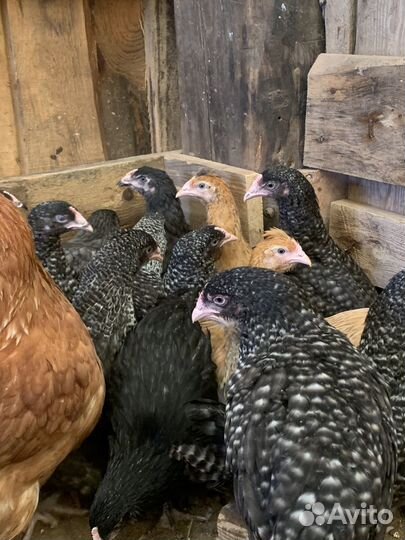 Куры молодки, доминанты, леггорны, ломан браун