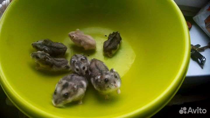 Хомяки джунгарики