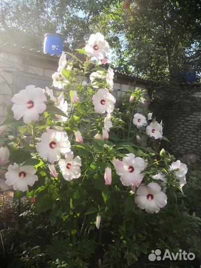 Гибискусы семена и саженцы