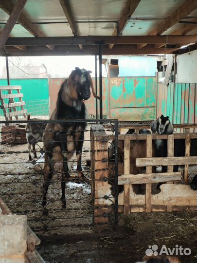 Козы, козлики