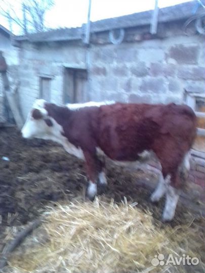 Корова и 4 телки