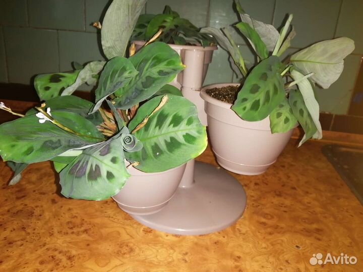 Комнатные цветы