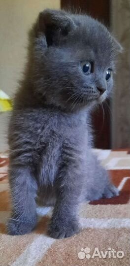 Шотландская