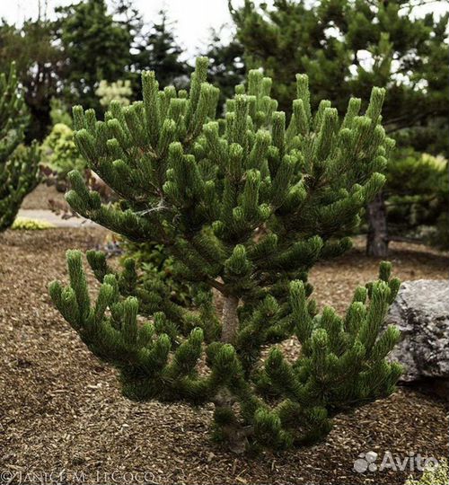 Сосна чёрная Орегон Грин, Пирамидалис