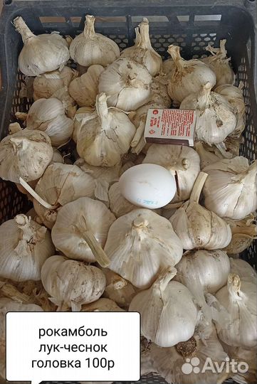 Лук-чеснок Рокамболь
